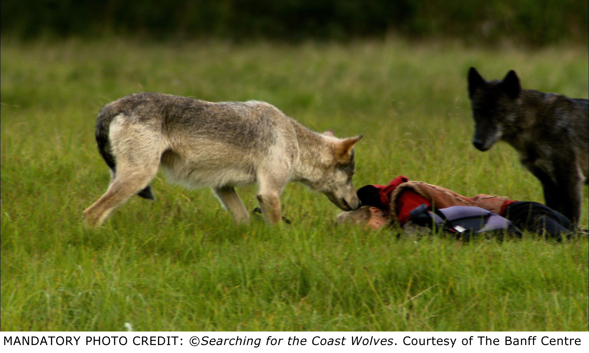 Searching for the Coast Wolves